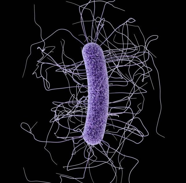 Fecal Microbiota Transplants: A Cost-Effective Solution to A High-Burden Infection
