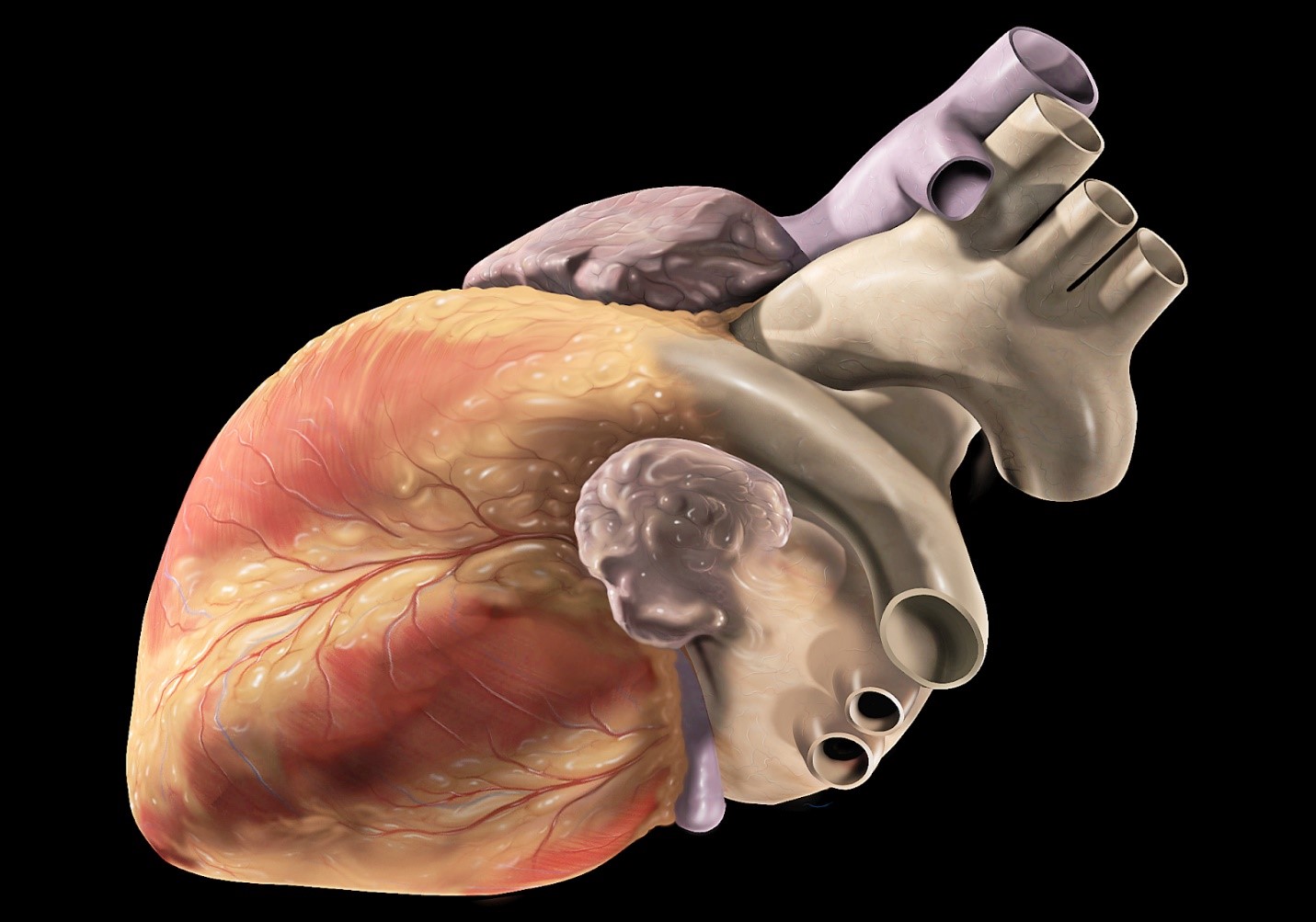 Chemotherapy and Cardiovascular Diseases